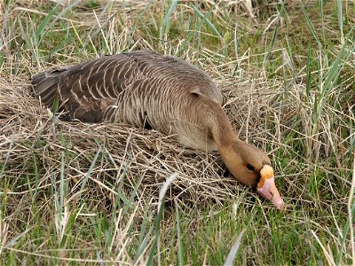 Greater White-fronted Goose (Anser albifrons albifrons) on nest photo