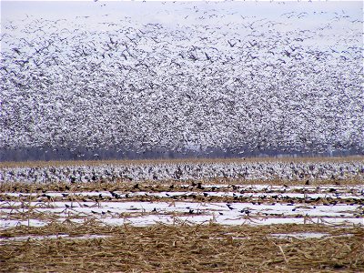 Snow geese and white- fronted geese over South Dakota cornfield in spring. Laura Hubers/USFWS