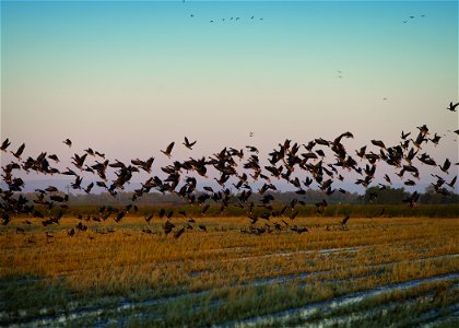 Geese flying off a rice field in Sacramento Valley, California. photo