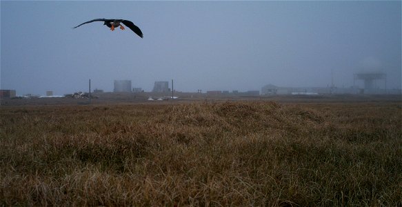 A white-fronted goose flies over a nesting area near Point Lonely, Alaska.