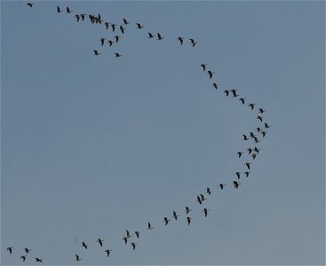 March 2011, migrating geese in V-formation over central Poland flying from west to east photo