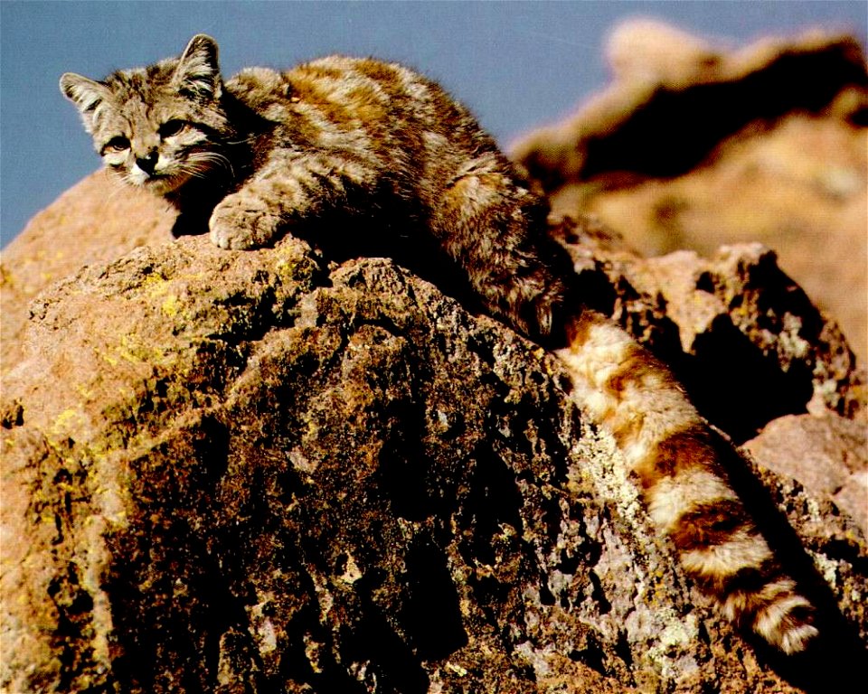 Gato andino