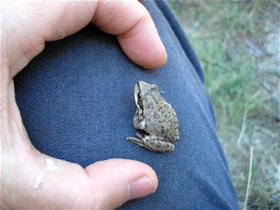 Adult Pacific Tree Frog, August 2006, photo by Amy Jacobs (ahj)