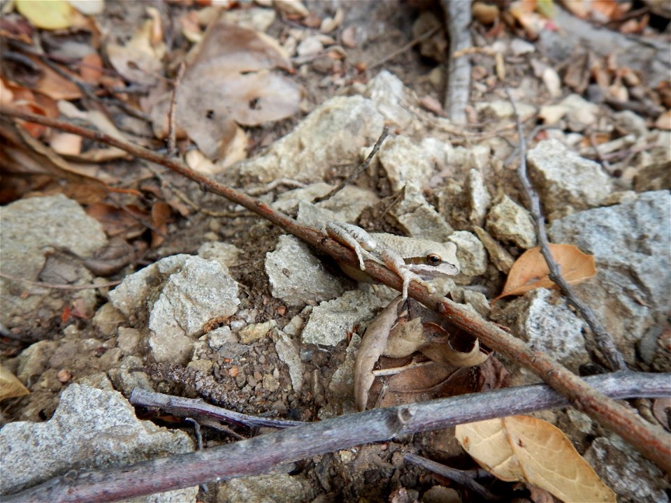 Wow! Look at the camouflage! One of our biologists recently captured these images of the Pacific Tree Frog while out hiking in Solstice Canyon.