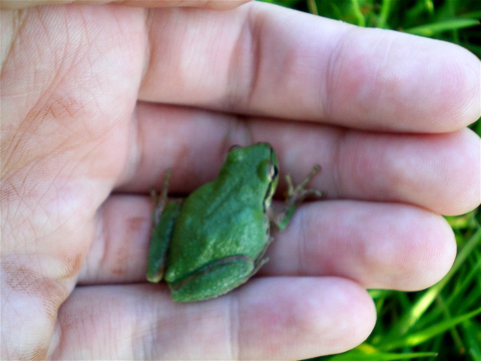 Pacific Tree Frog (green)
Taken mid-winter at Lake Lagunita in Stanford, CA, among a large population that came to mate in the vernal pools.