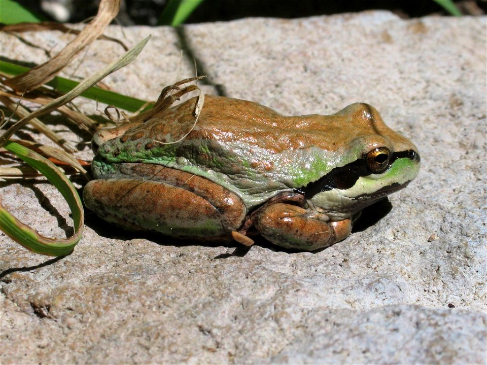 Pseudacris regilla in Lassen Volcanic National Park, California, USA, August 2006
