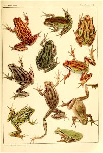 THE TREE FROG OF THE WESTERN COAST REGION Hyla regilla Bd. and Gird. Males with the exception of the two in the centre]. Chosen from five dozen collected at Seattle, Wash., and photographed to show va