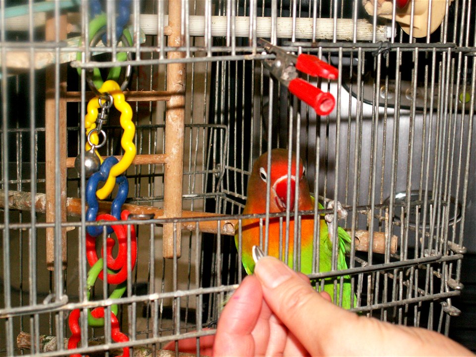 fischer's lovebird