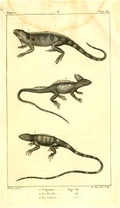 English:  
1. The Green iguana (Iguana iguana)
2. The Common basilisk (Basiliscus basiliscus)

3. The Common green forest lizard (Calotes calotes)Français :  
1. L'Iguane (Igu