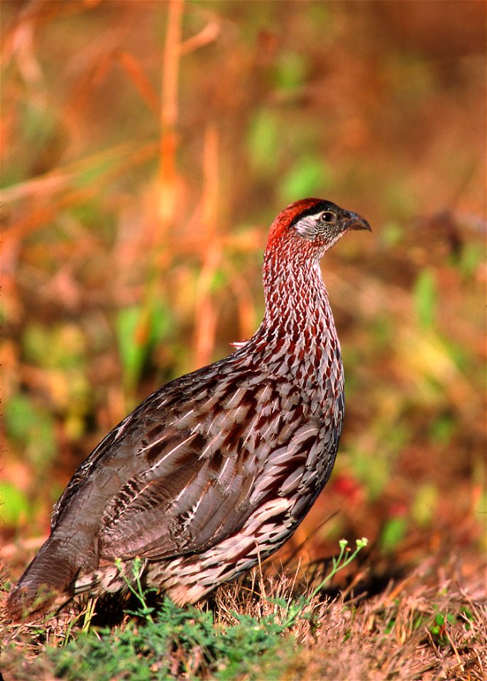 Gray Francolin