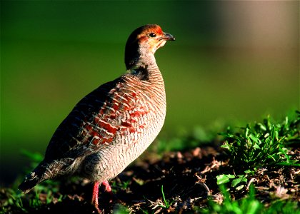 Gray Francolin
