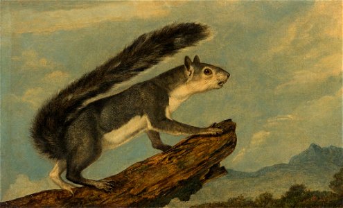 California Gray Squirrel by John Woodhouse Audubon, c. 1853, oil on canvas, 13.75 x 22.25 inches