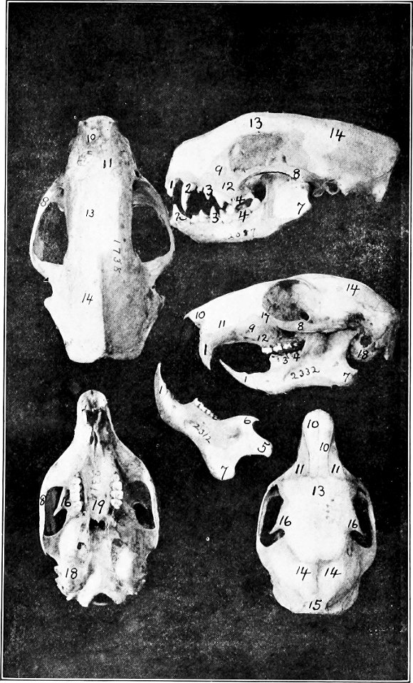 Skull anatomy.
1738, 2078: Southern California skunk (Mephitis mephitis holzneri)
696, 2312, 2332: Columbia gray squirrel (Sciurus griseus)
1. Incisor. 
2. Canine. 
3. Premolar. 
4. Molar. 
5. Condyle