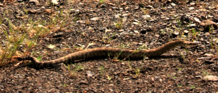 A Rattlesnake (Crotalus oreganus) — along the Columbia Plateau Trail On the Category:Columbia Plateau in Washington (state). photo