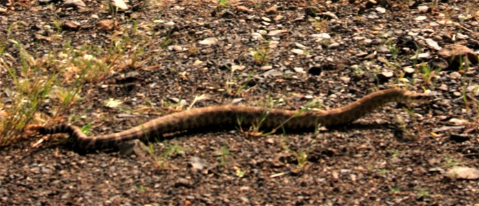 A Rattlesnake (Crotalus oreganus) — along the Columbia Plateau Trail
On the Category:Columbia Plateau  in Washington (state).