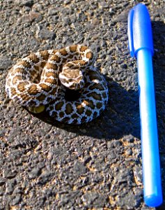 A Pacific rattlesnake (Crotalus oreganus) in Joshua Tree National Park, California. Photo by NPS/Kristen Lalumiere photo