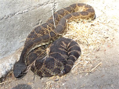 Rattlesnake