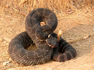 A Southern Pacific rattlesnake displaying its warning signal - the infamous tail rattle. photo