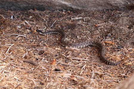 Southern Pacific Rattlesnake (Crotalus oreganus helleri), Joshua Tree National Park. NPS/Cathy Bell photo