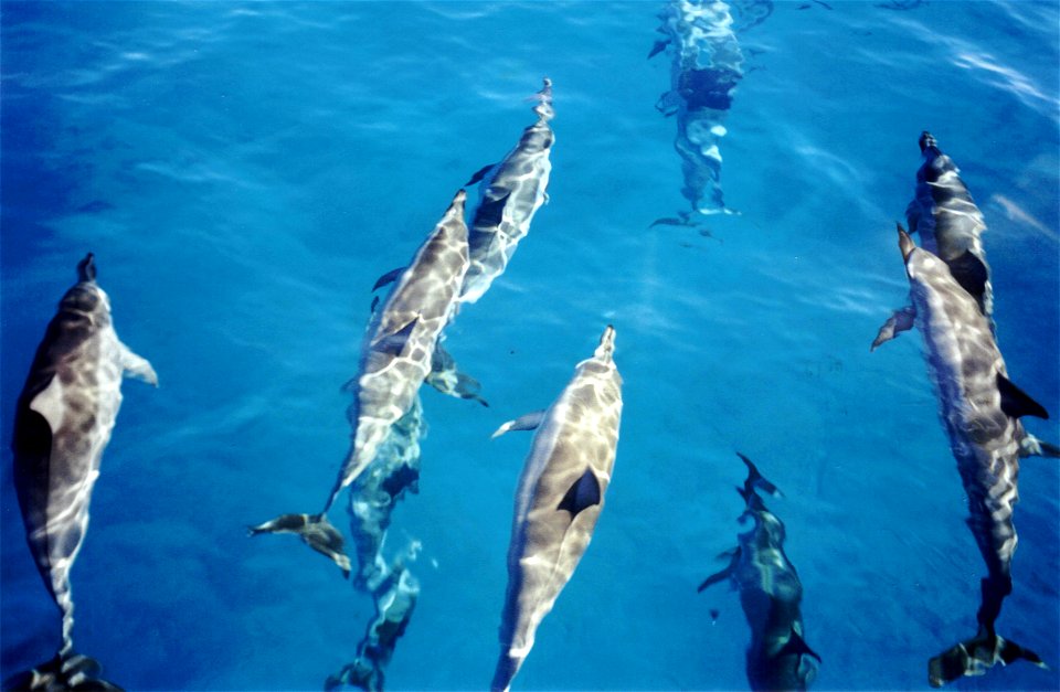 Photo of Spinner dolphins (Stenella longirostris) in the waters of Kauai, Hawaii (top view)