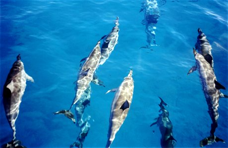 Photo of Spinner dolphins (Stenella longirostris) in the waters of Kauai, Hawaii (top view) photo