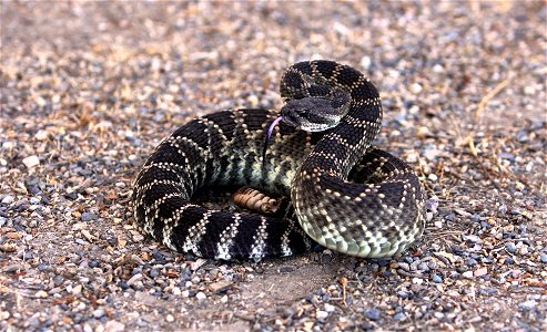 The Southern Pacific rattlesnake is one of the most commonly known species of rattlesnakes that inhabits Camp Pendleton. It is one of three poisonous rattlesnakes on base. The other two include the Ca photo