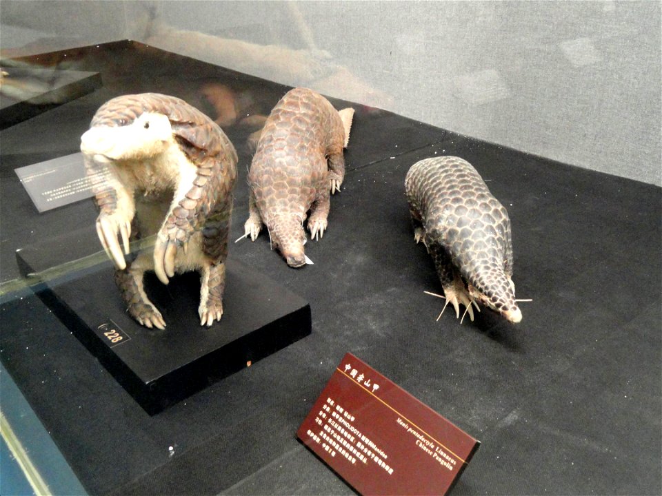 Taxidermy exhibit in the Kunming Natural History Museum of Zoology (昆明动物博物馆), Kunming, Yunnan, China.
