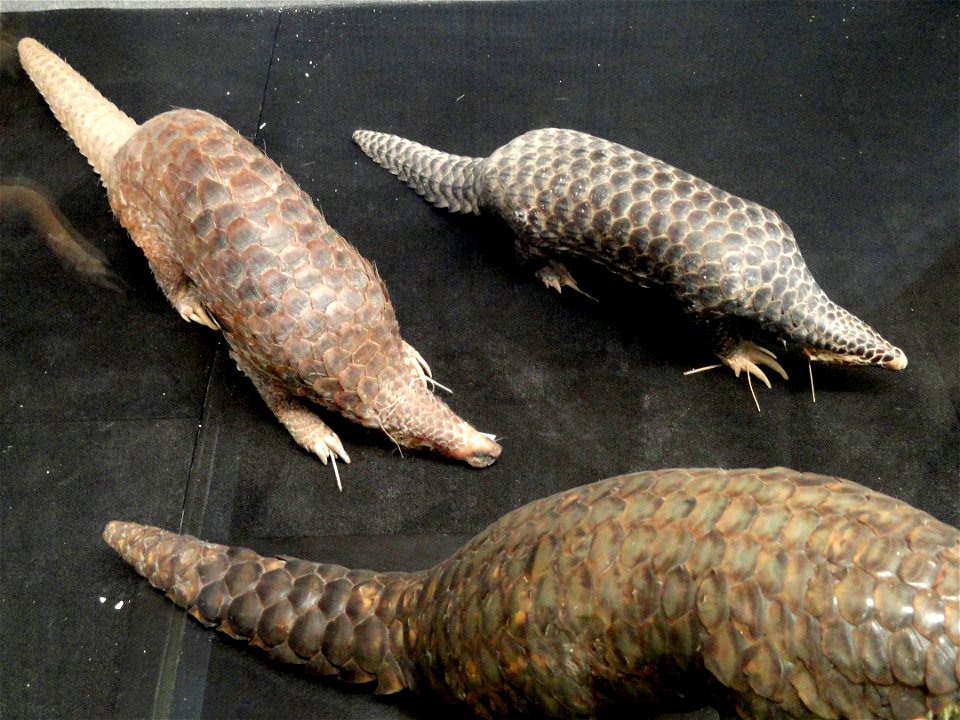 Taxidermy exhibit in the Kunming Natural History Museum of Zoology (昆明动物博物馆), Kunming, Yunnan, China.