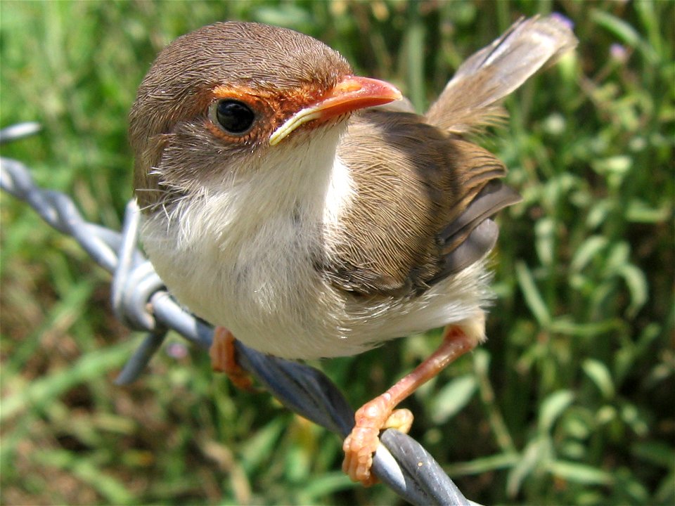 Juvenile female superb fairy-wren (Malurus cyaneus)