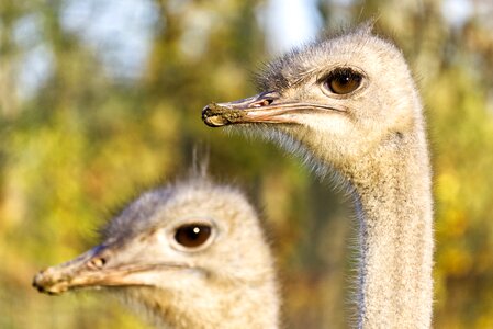 Bill flightless bird close up