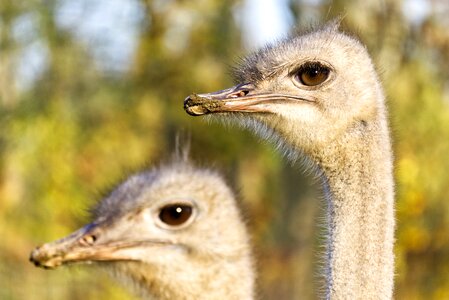 Bill flightless bird close up photo