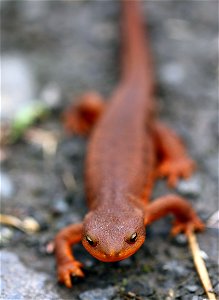 Rough-skinned Newt (Taricha granulosa) You are free to use this image with the following photo credit: Peter Pearsall/U.S. Fish and Wildlife Service photo
