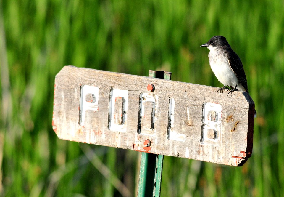 Photo:  Shelley Claire Koerner/USFWS
