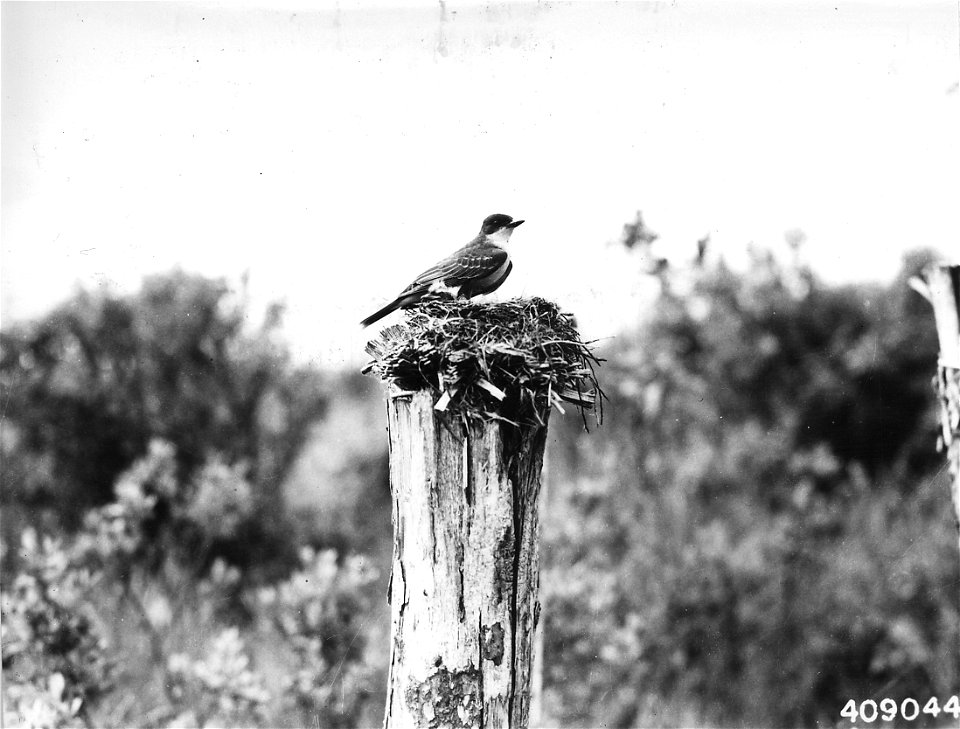 Photograph of Nesting Kingbird