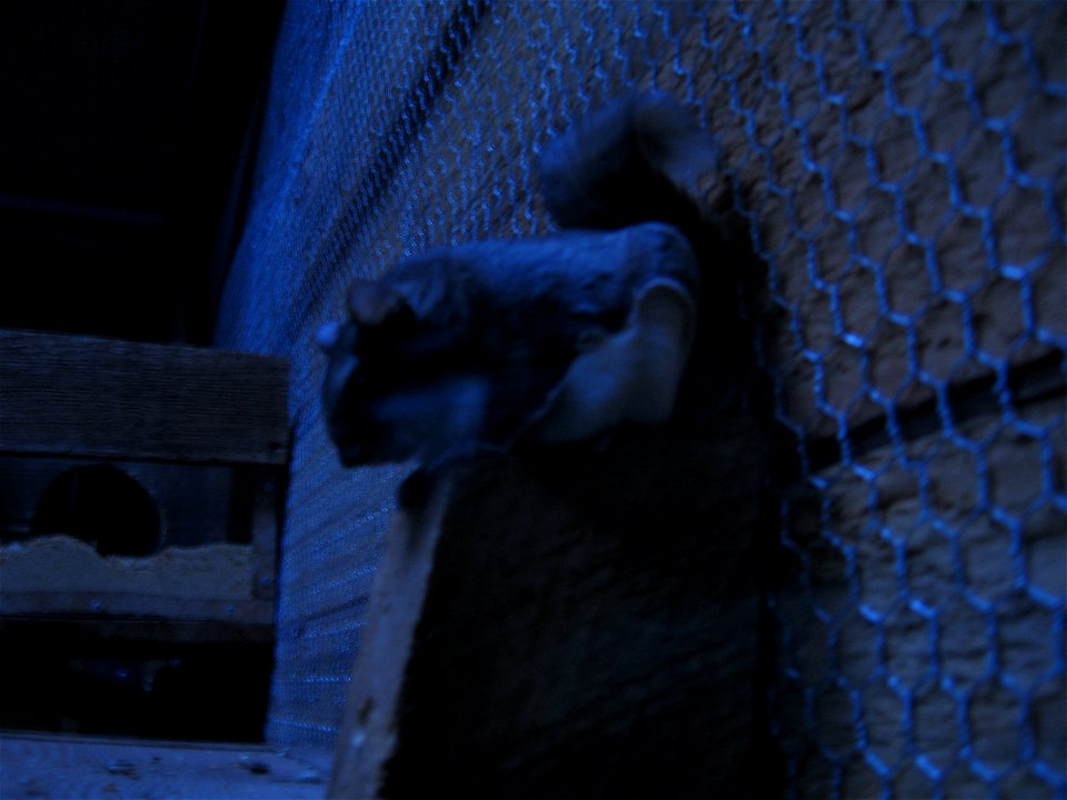 A Southern Flying Squirrel at the OKC Zoo.