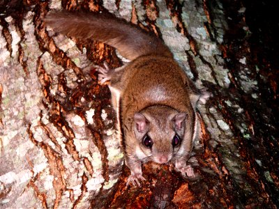 A Southern flying squirrel (Glaucomys volans) in the branches of a Red maple tree.Photo taken with a Panasonic Lumix DMC-FZ50 in Caldwell County, NC, USA.