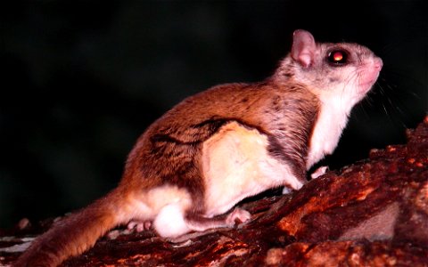 A Southern flying squirrel (Glaucomys volans) in the branches of a Red maple tree.Photo taken with a Panasonic Lumix DMC-FZ50 in Caldwell County, NC, USA. photo