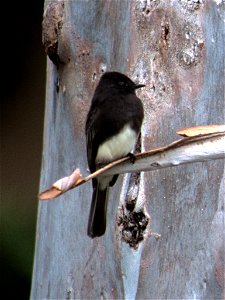 Black Phoebe (Sayornis nigricans)