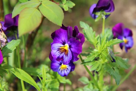 Thoughts purple purple flower flowering