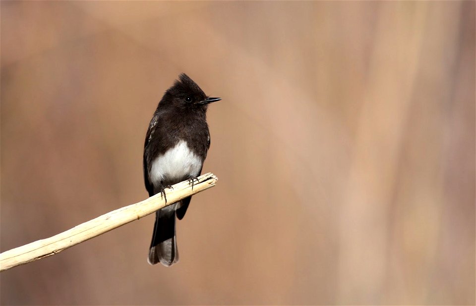 Black Phoebe Sayornis nigricans near St. George, Utah.
From the My Public Lands Magazine, Spring 2015: A Birder's Paradise. Winters in Utah offer a chance to view and study our nonmigratory feathered 