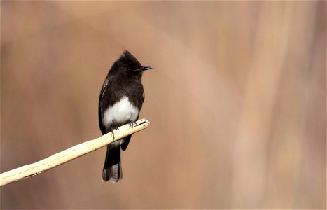 Black Phoebe Sayornis nigricans near St. George, Utah. From the My Public Lands Magazine, Spring 2015: A Birder's Paradise. Winters in Utah offer a chance to view and study our nonmigratory feathered photo