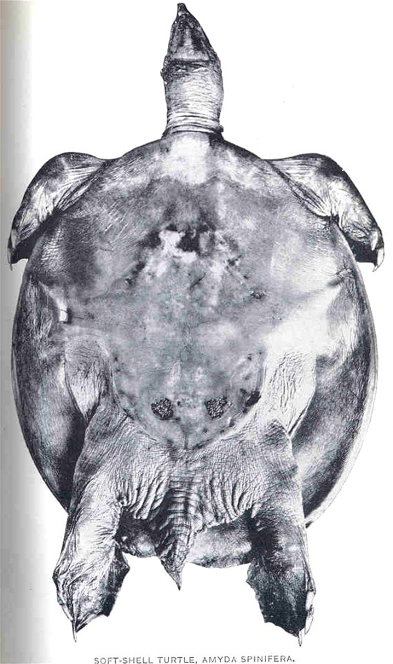 Apalone spinifera syn. Amyda spinifera

 Soft-Shell Turtle, Amyda Spinifera
Subject: Turtles, Soft-shell turtles
Tag: Reptiles