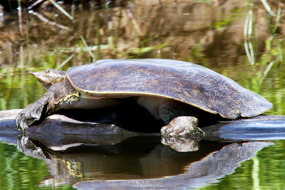 Spiny Softshell Turtle (female) photographed at Missisquoi National Wildlife Refuge.


Credit: Ken Sturm/USFWS