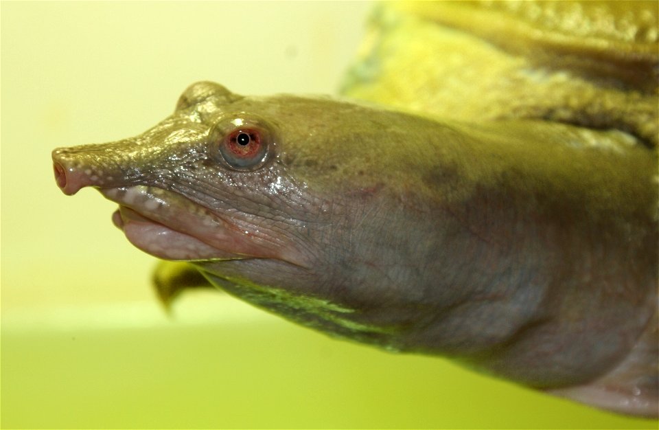 Chinese soft-shelled turtle, Pelodiscus sinensis, Tiergarten Bernburg, Germany