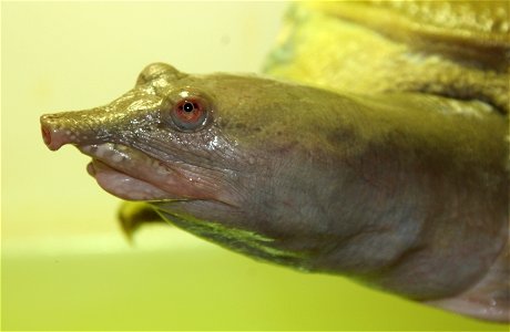 Chinese soft-shelled turtle, Pelodiscus sinensis, Tiergarten Bernburg, Germany