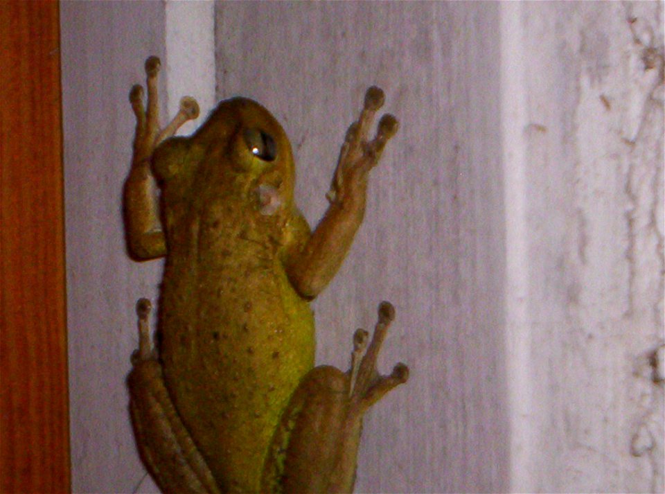 Green colored Cuban Tree Frog
Photographed in Cocoa, Florida