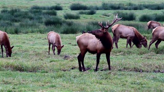 Join us at the BLM's Coos Bay District where we're getting some amazing photos of Roosevelt elk in the wild!
The Dean Creek Elk Viewing Area is the year-round residence for a herd of about 100 Rooseve