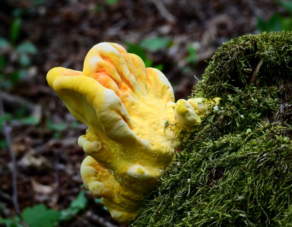 Mushroom nature Free photos