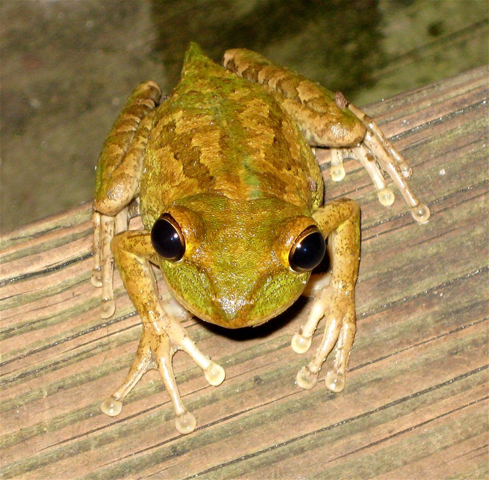 A Cuban treefrog Osteopilus septentrionalis. Taken on a staircase in Palmetto, Florida.