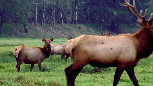 Join us at the BLM's Coos Bay District where we're getting some amazing photos of Roosevelt elk in the wild! The Dean Creek Elk Viewing Area is the year-round residence for a herd of about 100 Rooseve photo